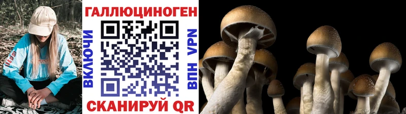 купить закладку  это телеграм  Галлюциногенные грибы GOLDEN TEACHER  Хилок 